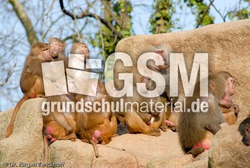 Mantelpavian (8 von 16).jpg